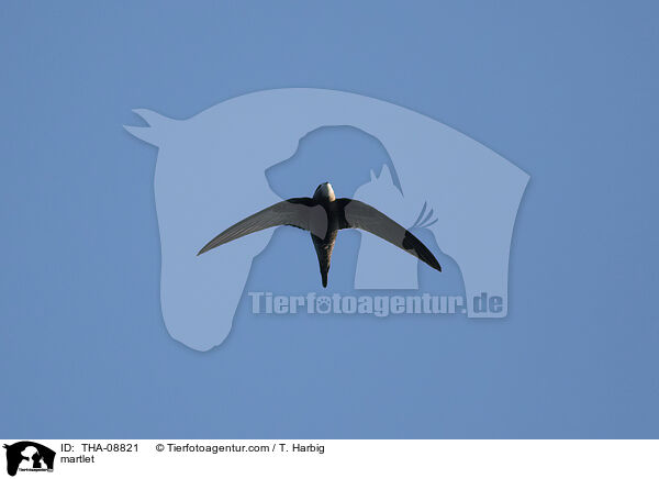 martlet / THA-08821