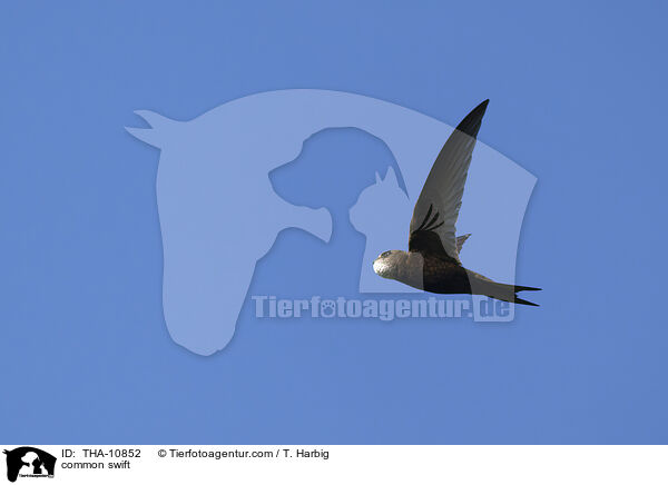 common swift / THA-10852