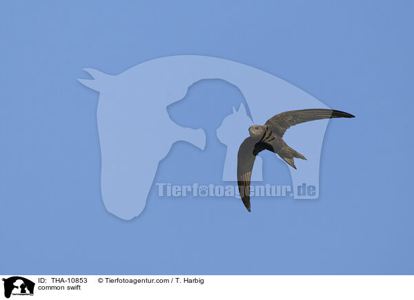Mauersegler / common swift / THA-10853