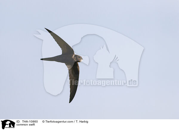 Mauersegler / common swift / THA-10860