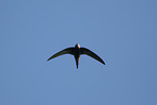 martlet