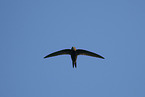 martlet