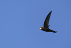 common swift