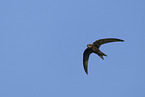 common swift