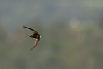 common swift