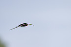 common swift