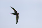 common swift