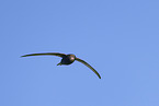 common swift