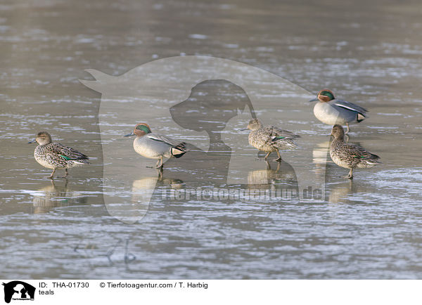 teals / THA-01730