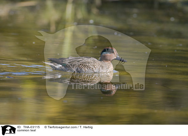 common teal / THA-03115