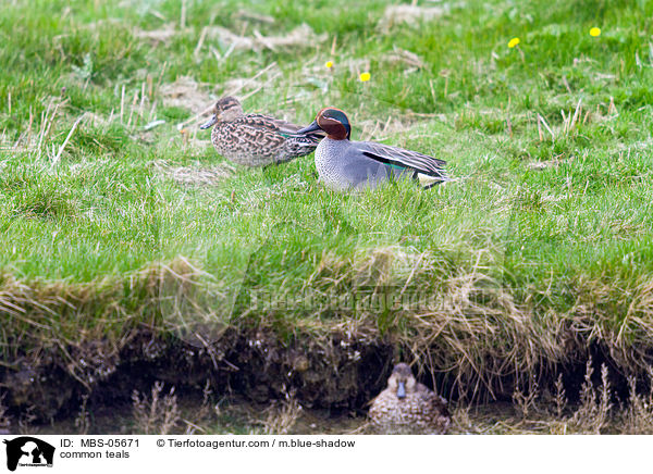 common teals / MBS-05671