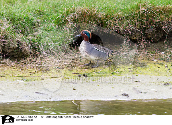 common teal / MBS-05672