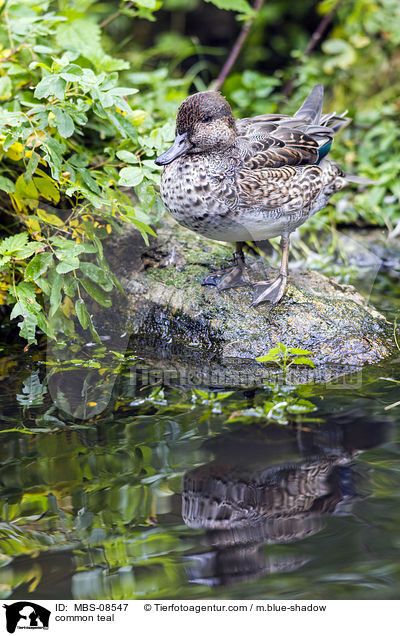 common teal / MBS-08547
