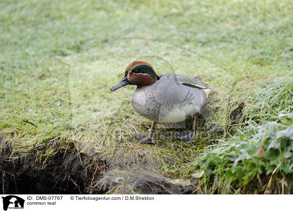 common teal / DMS-07767