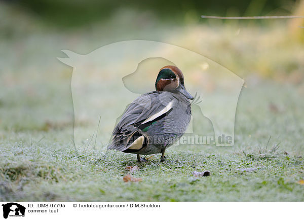 common teal / DMS-07795
