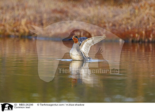 Common teal / MBS-26296