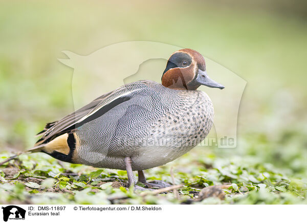 Krickente / Eurasian teal / DMS-11897
