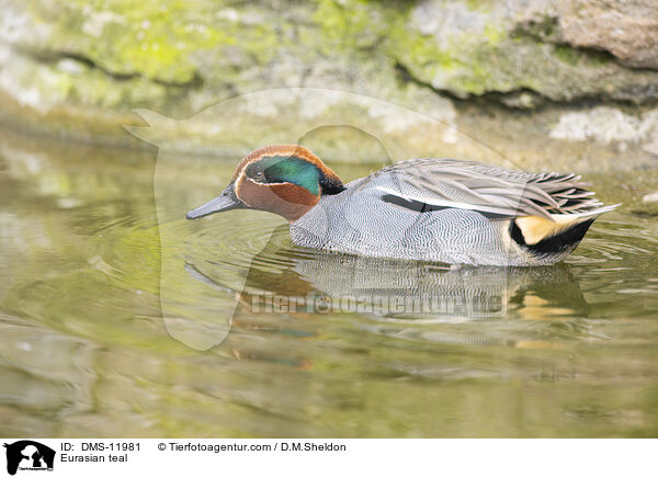 Krickente / Eurasian teal / DMS-11981