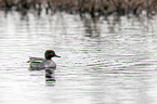 common teal