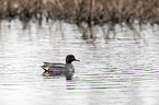 common teal