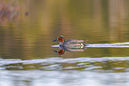 Common teal