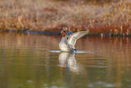 Common teal