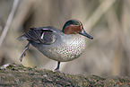 common teal