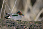 common teal