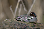 common teal