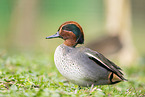 Eurasian teal