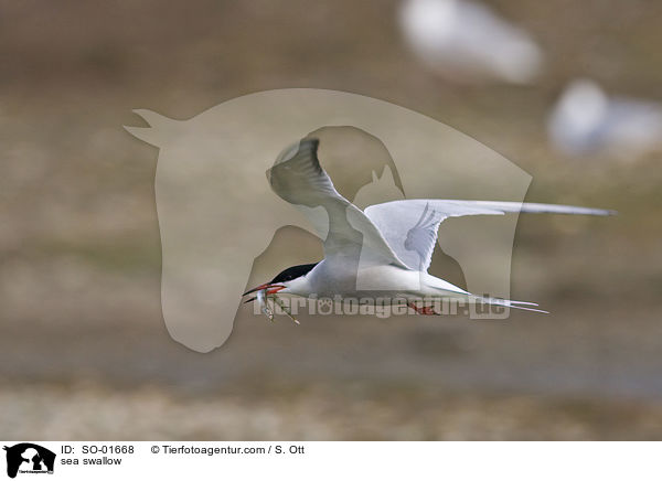 Fluss- Seeschwalbe / sea swallow / SO-01668