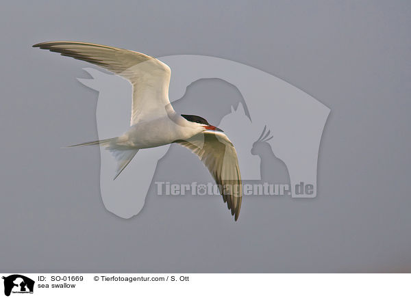 Fluss- Seeschwalbe / sea swallow / SO-01669
