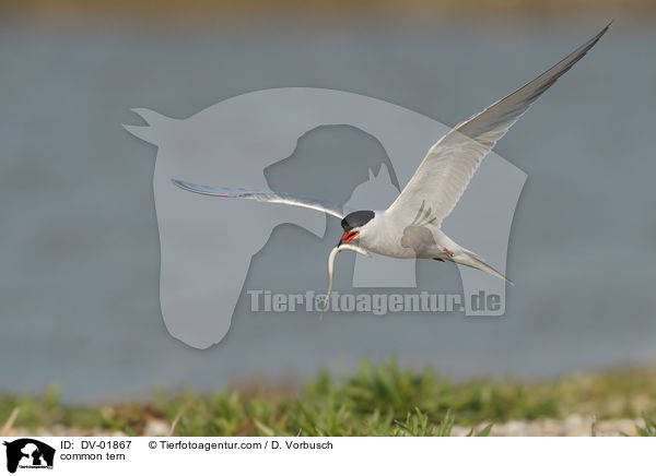 Flu-Seeschwalbe / common tern / DV-01867