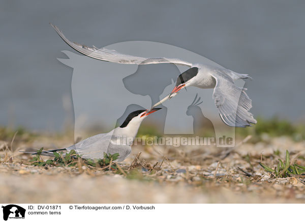 Flu-Seeschwalben / common terns / DV-01871