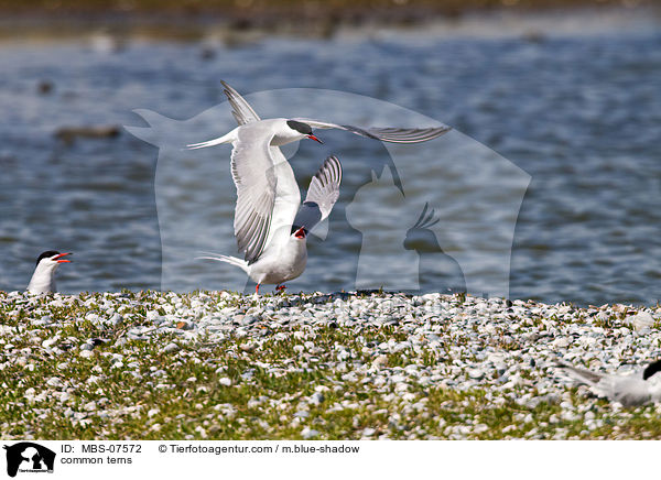 Flu-Seeschwalben / common terns / MBS-07572