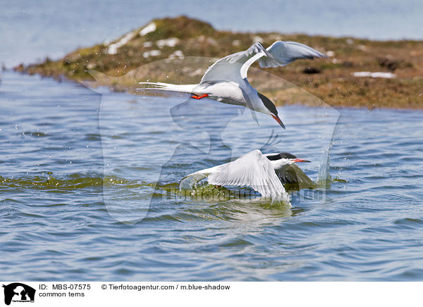 Flu-Seeschwalben / common terns / MBS-07575