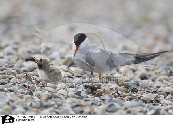 common terns / WS-05087