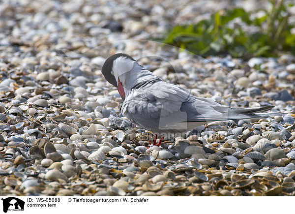 common tern / WS-05088