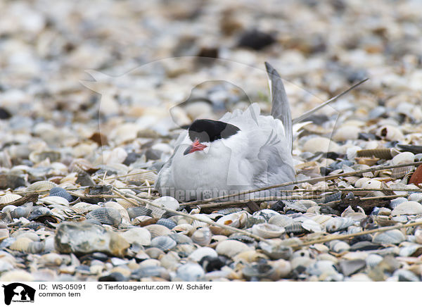 Flu-Seeschwalbe / common tern / WS-05091