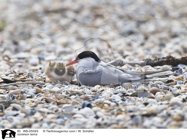 Flu-Seeschwalben / common terns / WS-05093