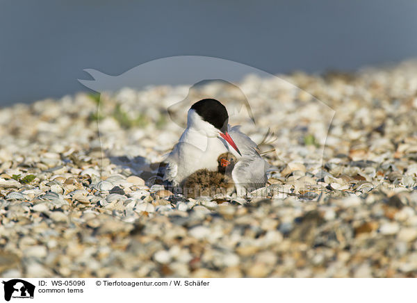 Flu-Seeschwalben / common terns / WS-05096
