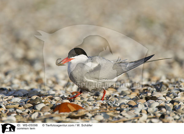 common tern / WS-05098