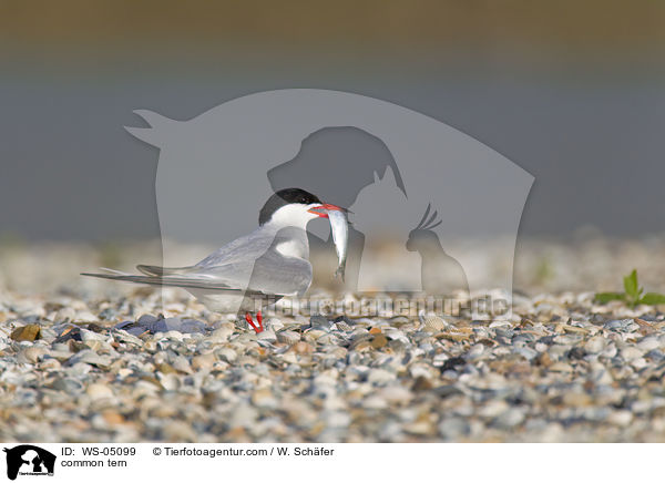 common tern / WS-05099