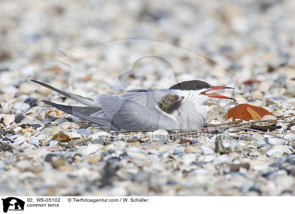 Flu-Seeschwalben / common terns / WS-05102