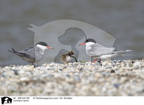 common terns / WS-05106