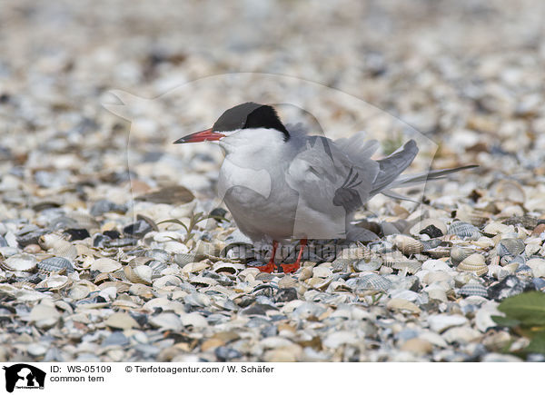 common tern / WS-05109