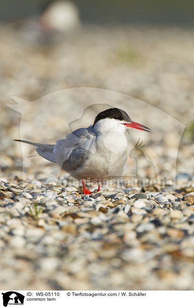 common tern / WS-05110