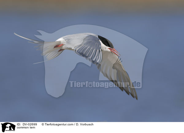 common tern / DV-02699