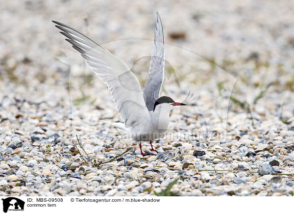 common tern / MBS-09508