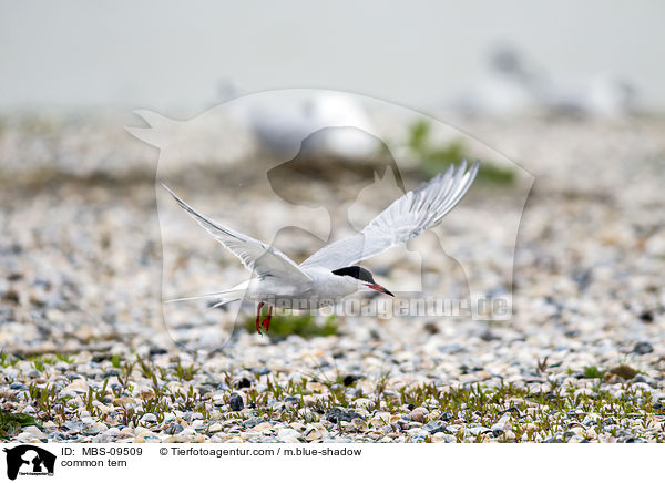 common tern / MBS-09509